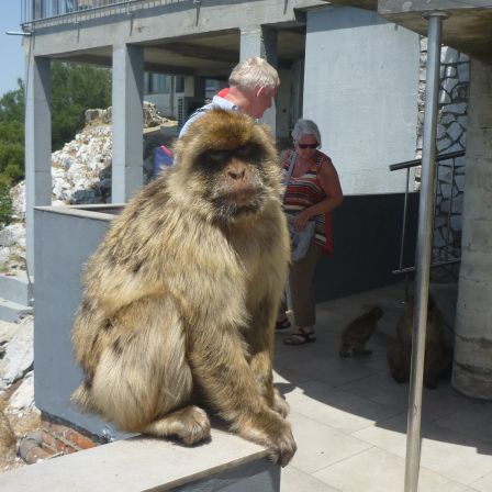 Inhabitant of Gibraltar