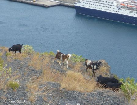 Chèvres au dessu du port de San Sebastian